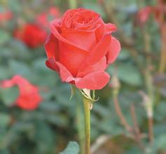 ֣̫˳�Ƽ���ѵ�ַ���Ƶ�����ڲ��ָ����˶�˽�˷ɻ� �Ա�ɽЧӦ������...